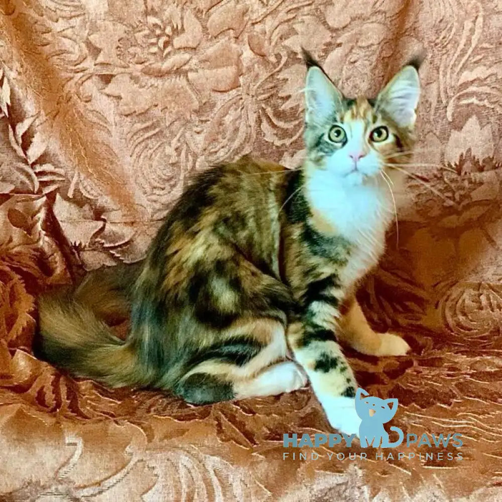 Tortie Maine Coon female black tortie bicolour tabby live animals