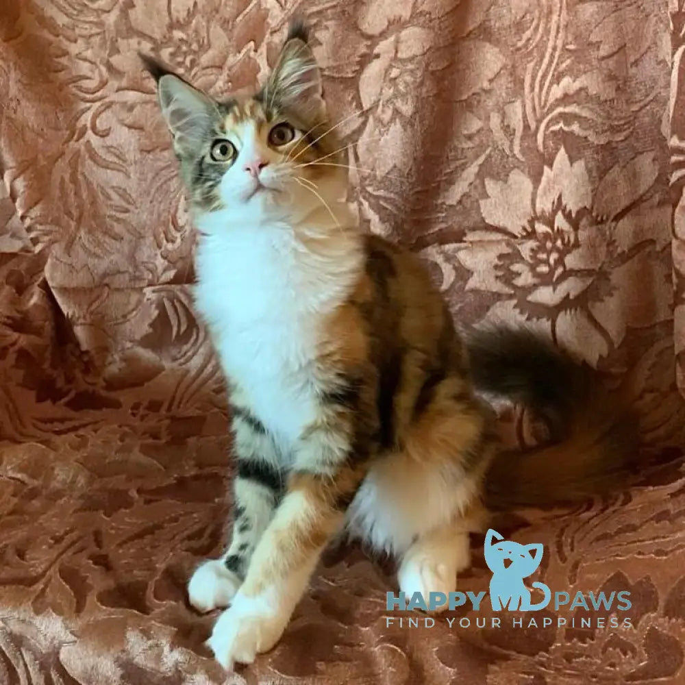 Tortie Maine Coon female black tortie bicolour tabby live animals