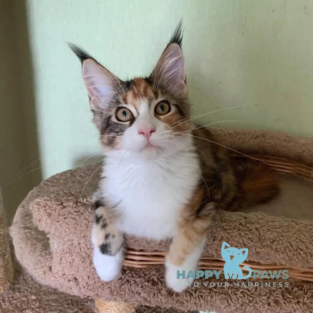 Tortie Maine Coon female black tortie bicolour tabby live animals