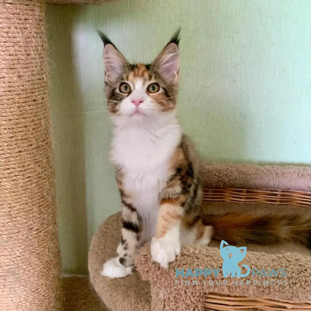 Tortie Maine Coon female black tortie bicolour tabby live animals