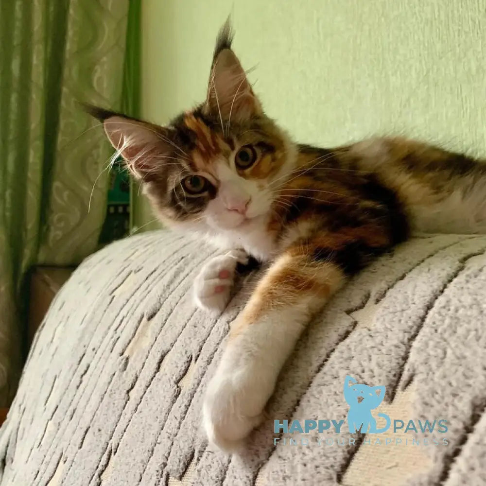 Tortie Maine Coon female black tortie bicolour tabby live animals