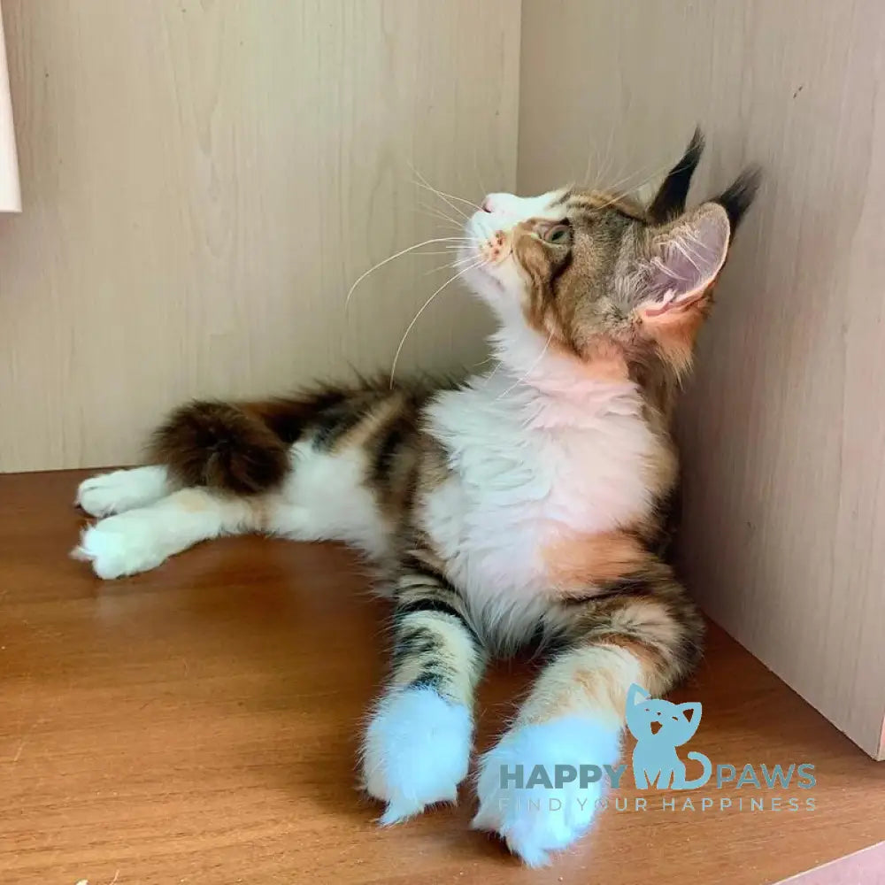 Tortie Maine Coon female black tortie bicolour tabby live animals