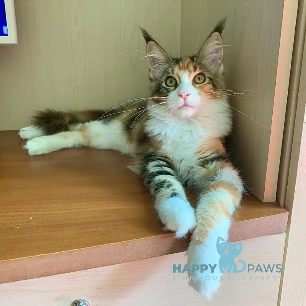 Tortie Maine Coon female black tortie bicolour tabby live animals