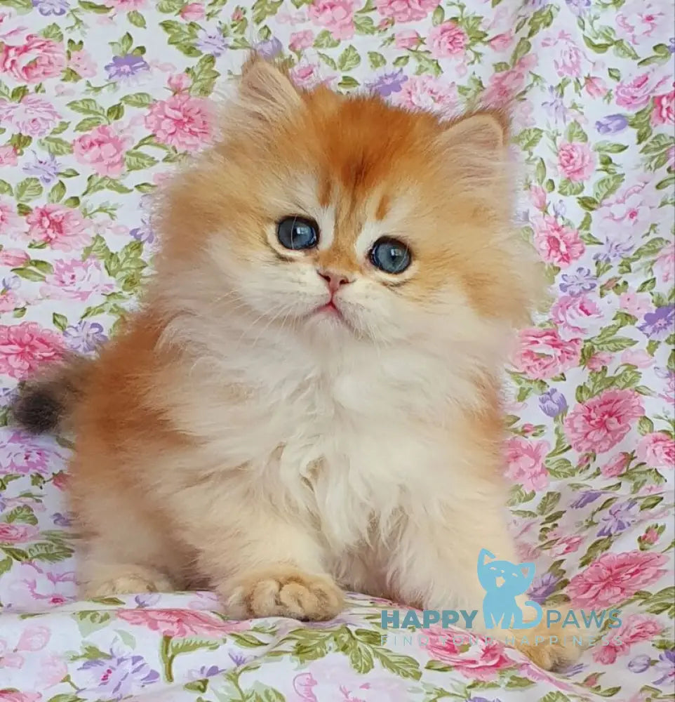 Tortik British Longhair male black golden chinchilla live animals