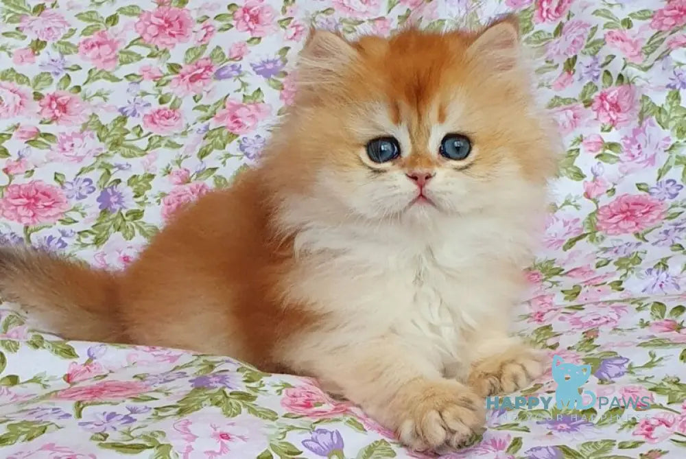 Tortik British Longhair male black golden chinchilla live animals
