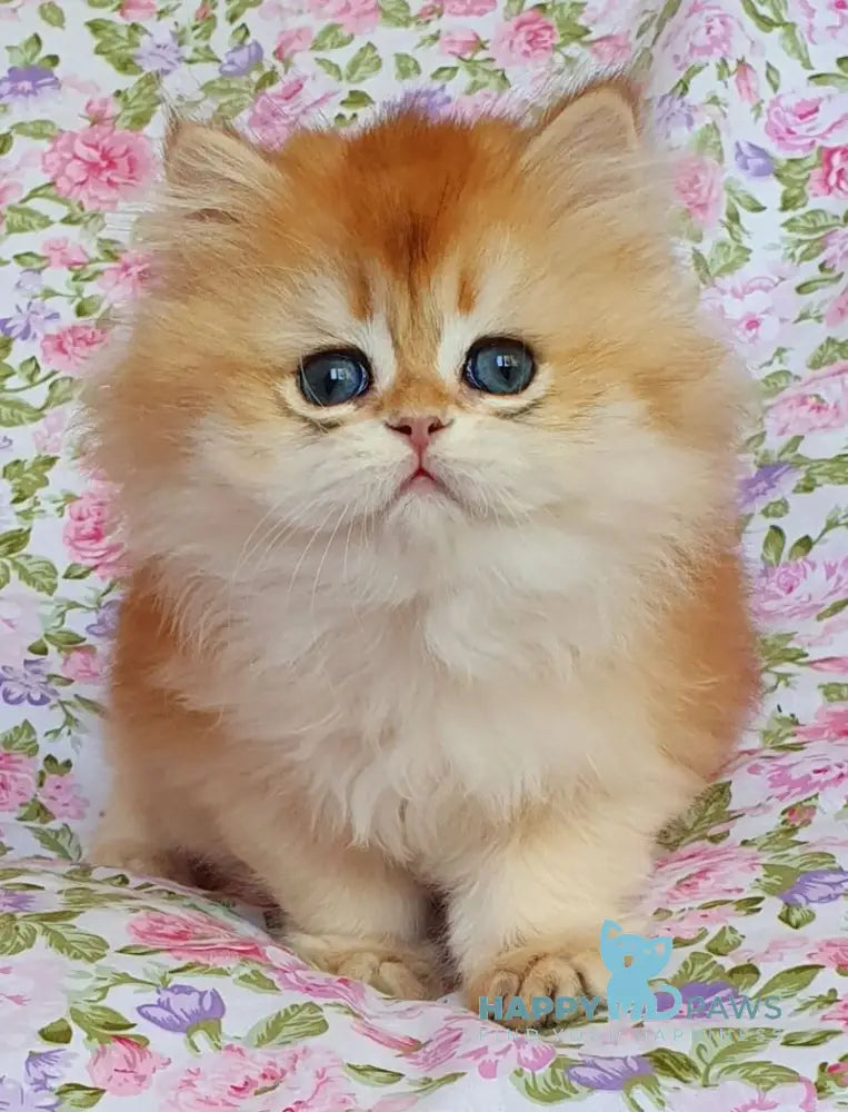 Tortik British Longhair male black golden chinchilla live animals