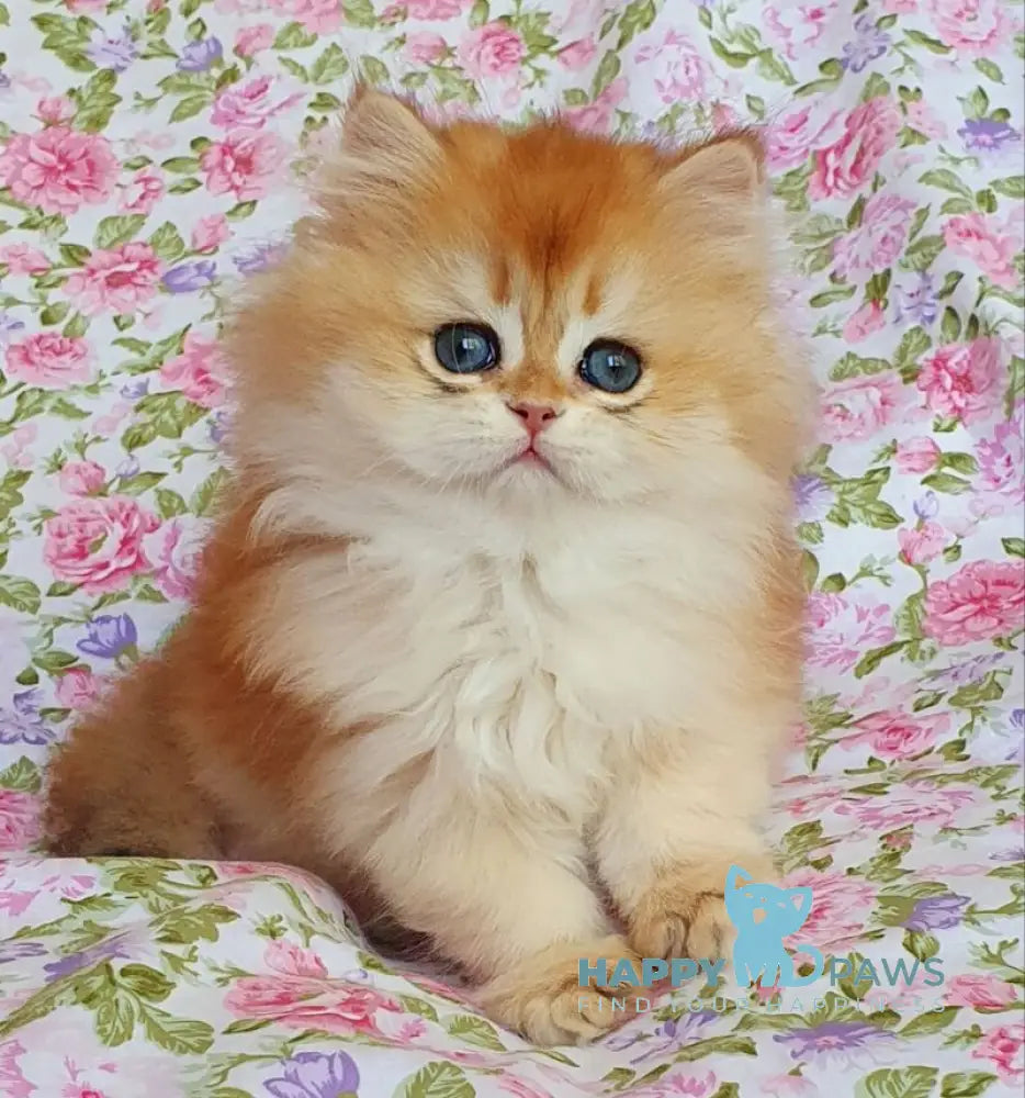 Tortik British Longhair male black golden chinchilla live animals