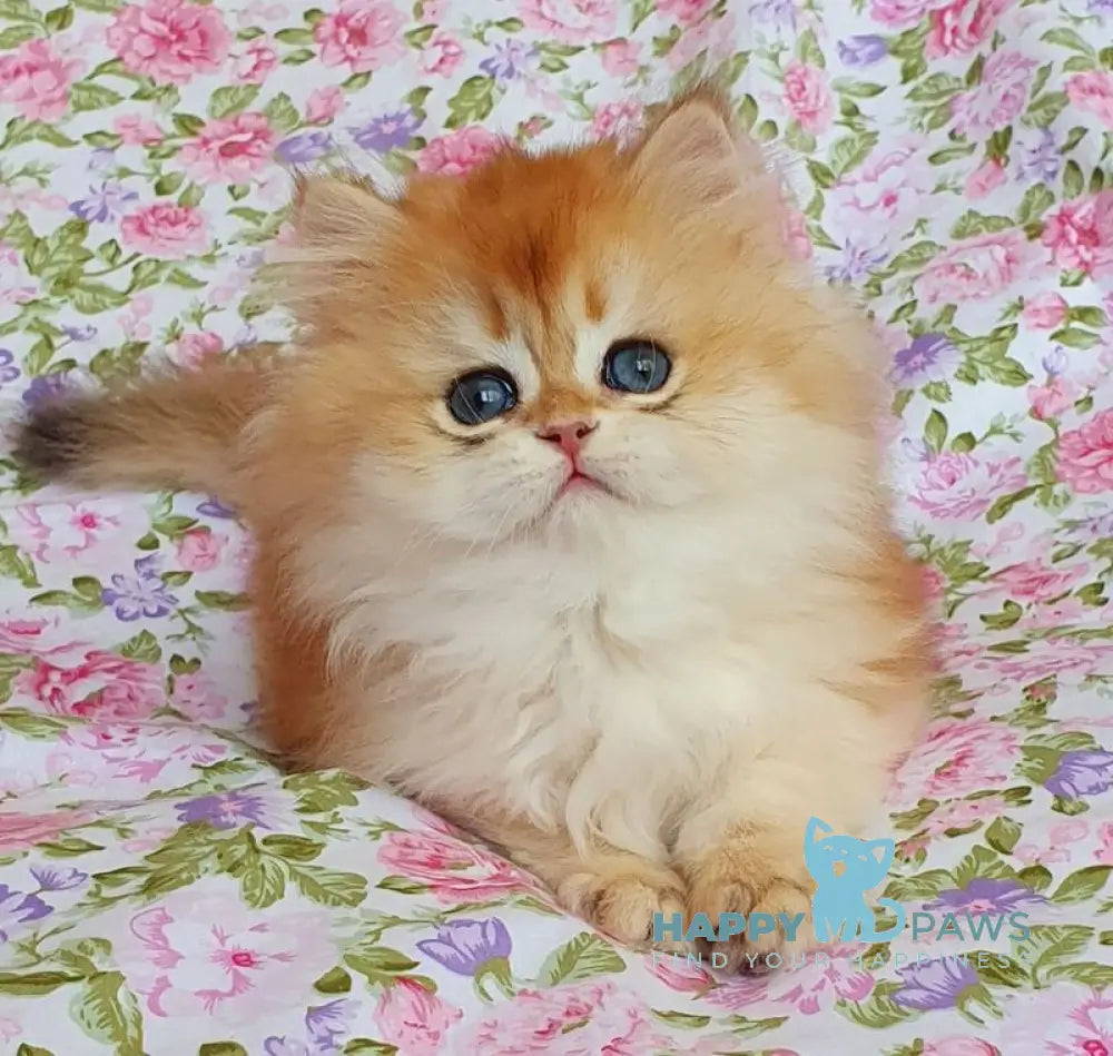 Tortik British Longhair male black golden chinchilla live animals