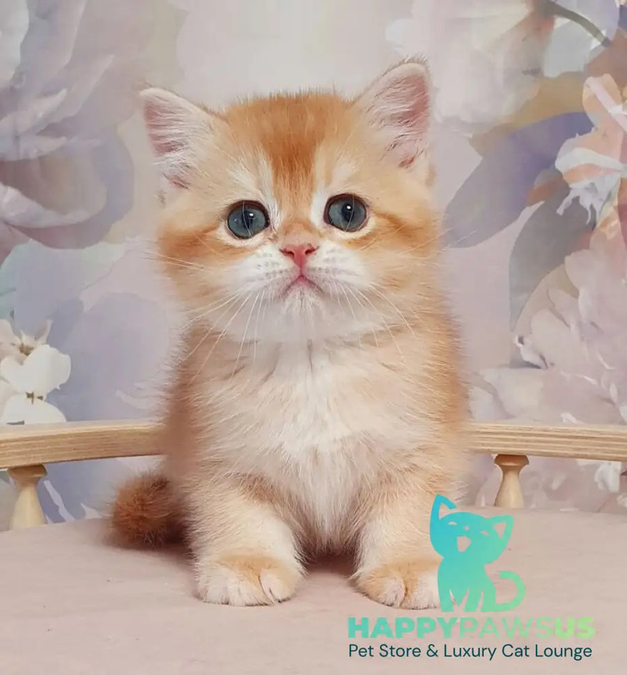 Tortik British Shorthair male chocolate golden chinchilla - live animals