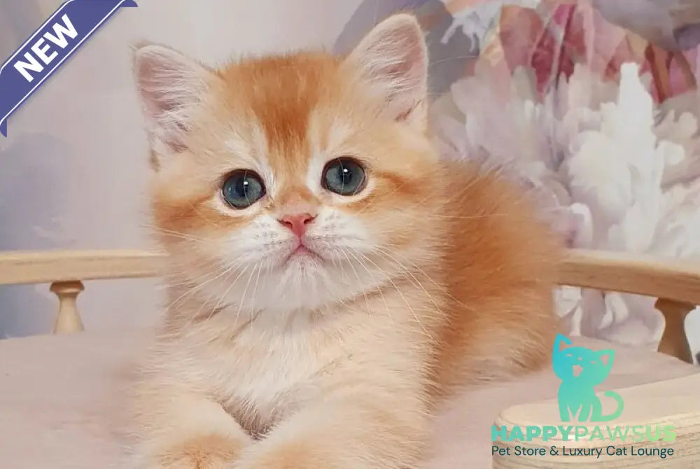 Tortik British Shorthair male chocolate golden chinchilla - live animals
