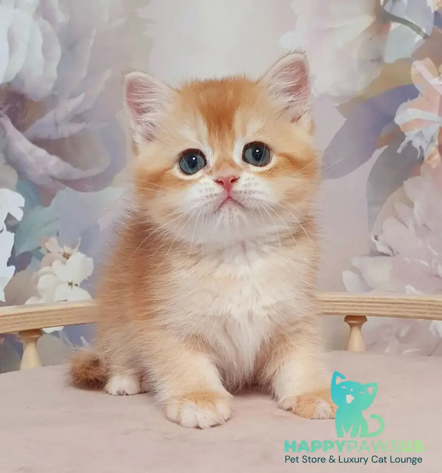 Tortik British Shorthair male chocolate golden chinchilla - live animals