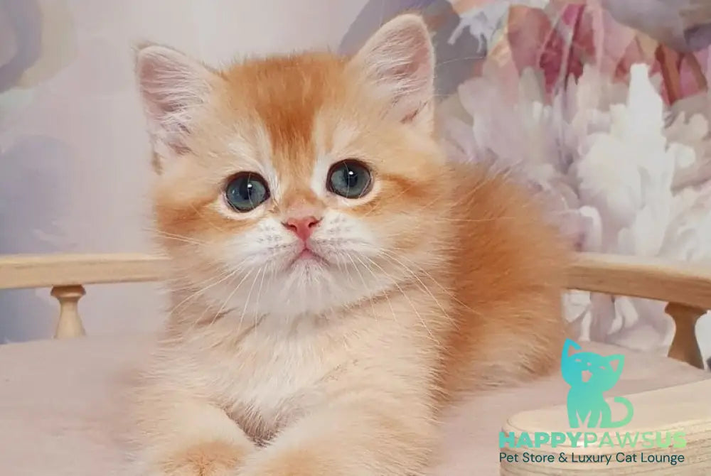 Tortik British Shorthair male chocolate golden chinchilla - live animals