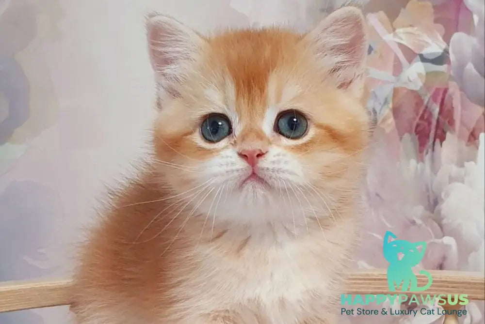 Tortik British Shorthair male chocolate golden chinchilla - live animals