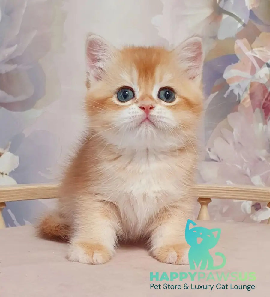 Tortik British Shorthair male chocolate golden chinchilla - live animals