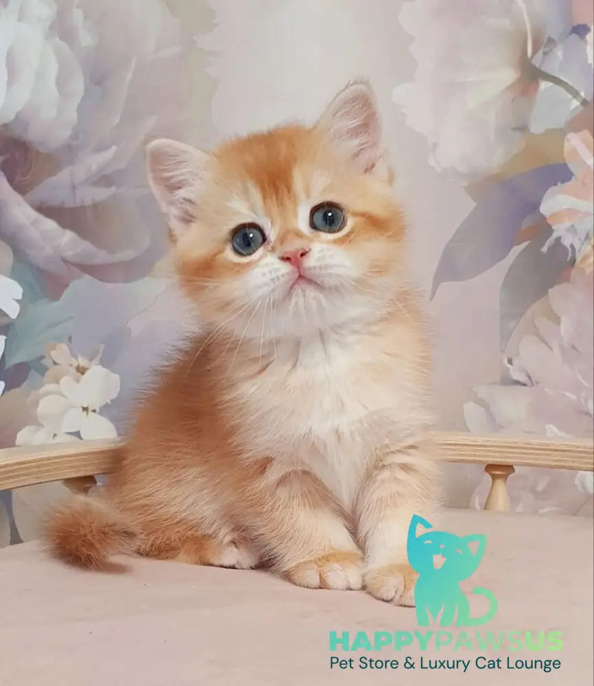 Tortik British Shorthair male chocolate golden chinchilla - live animals
