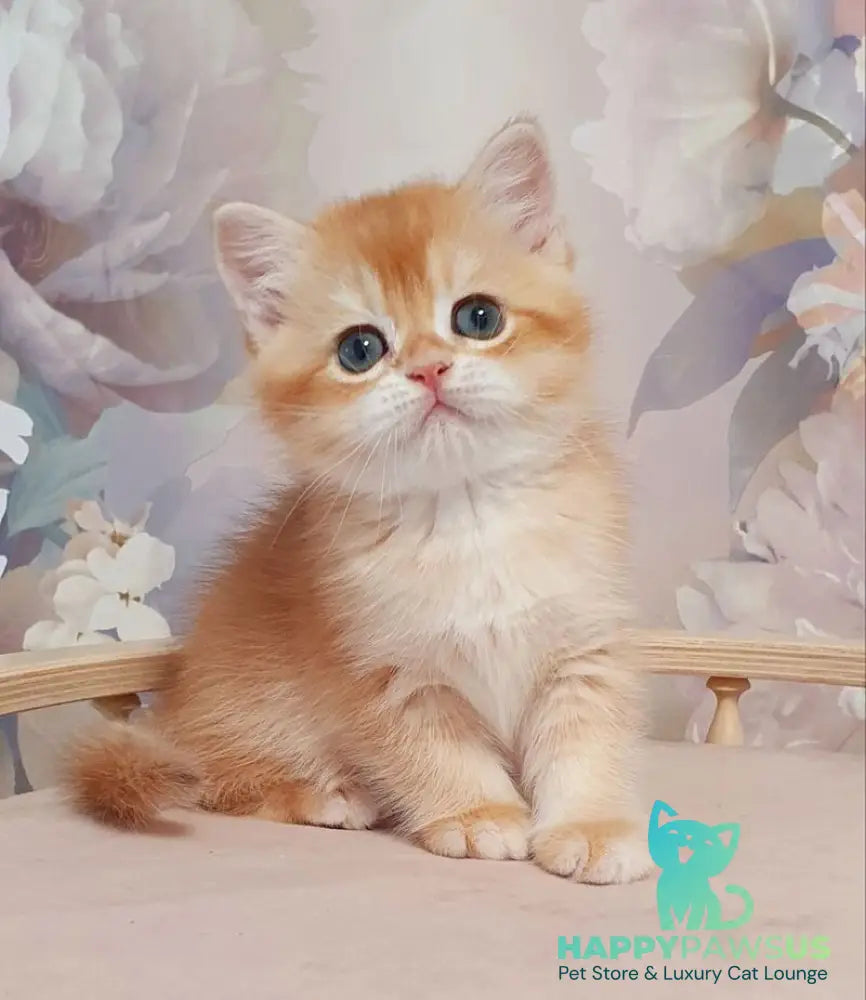 Tortik British Shorthair male chocolate golden chinchilla - live animals