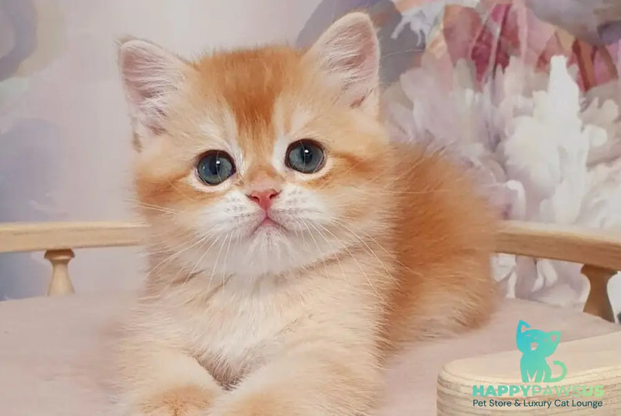 Tortik British Shorthair male chocolate golden chinchilla - live animals