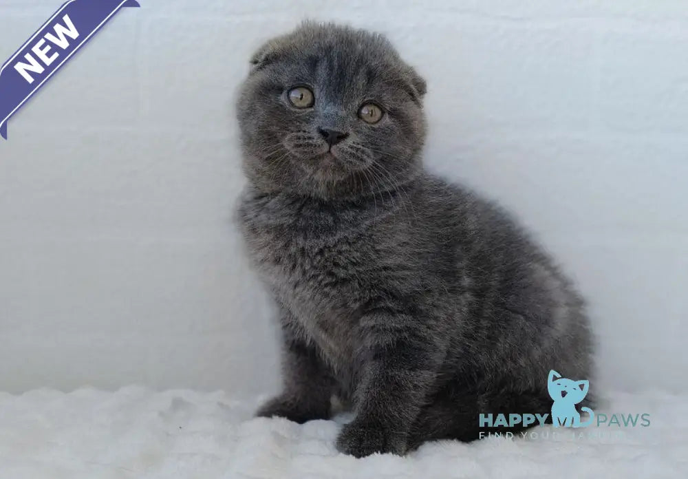 Tory Scottish Fold female blue live animals