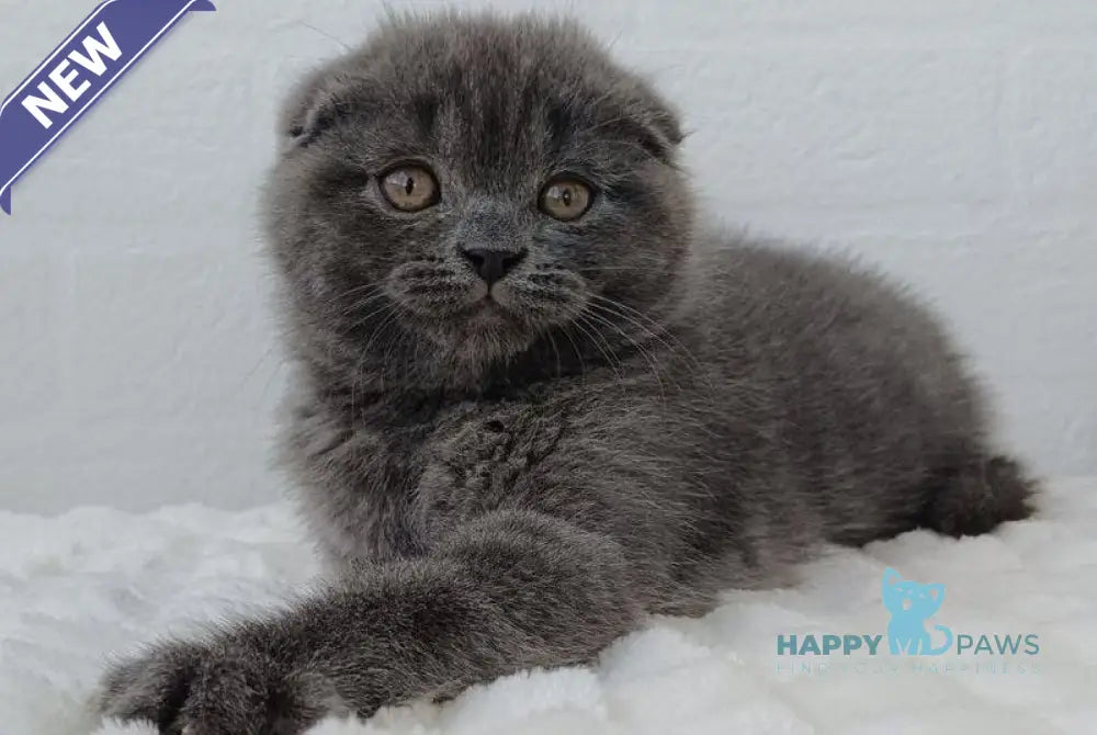Tory Scottish Fold female blue live animals