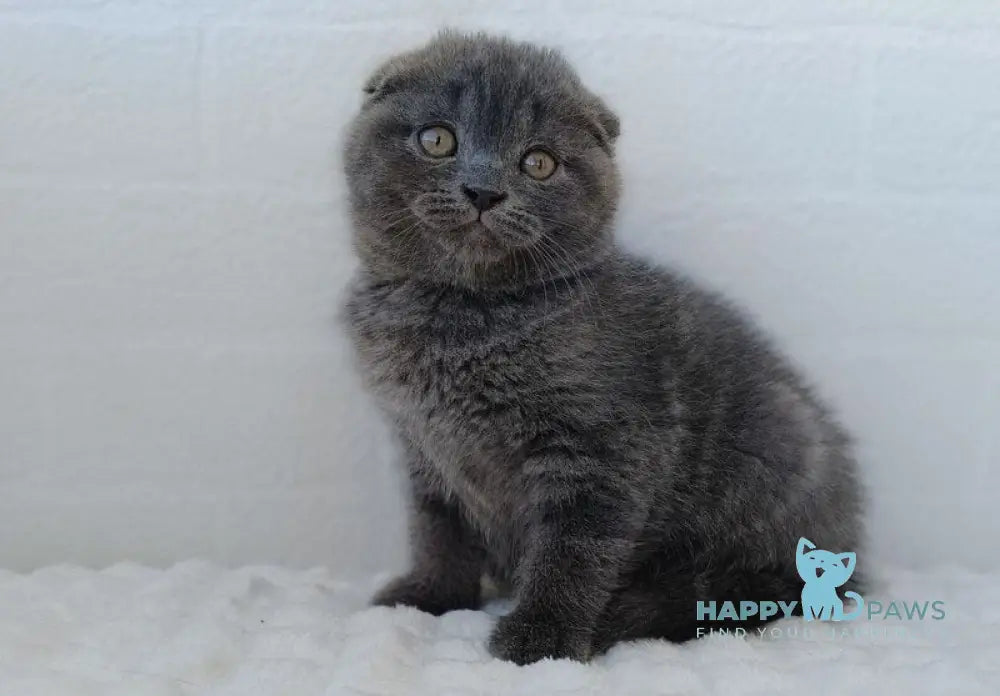 Tory Scottish Fold female blue live animals
