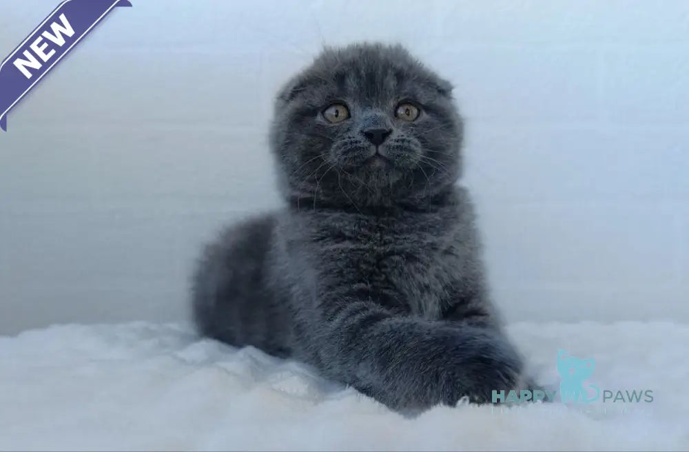 Tory Scottish Fold female blue live animals