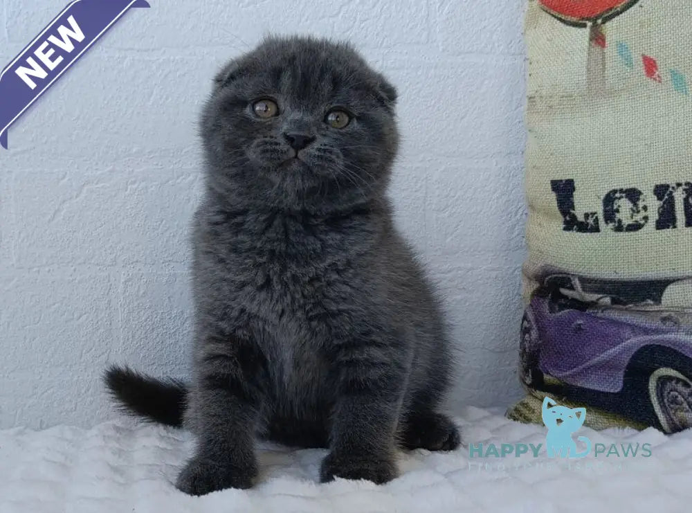 Tory Scottish Fold female blue live animals