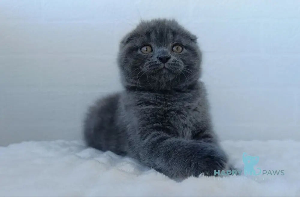 Tory Scottish Fold female blue live animals