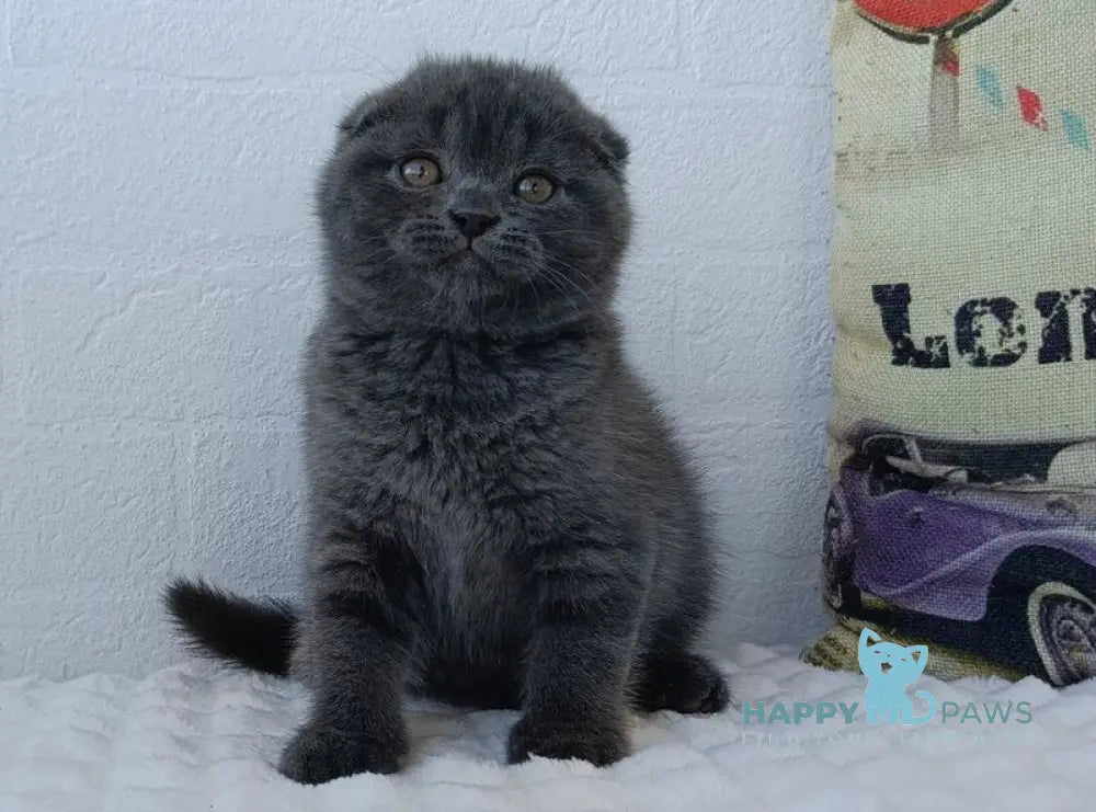 Tory Scottish Fold female blue live animals