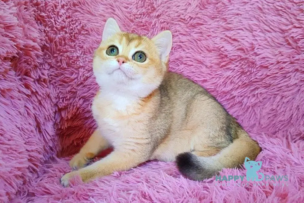 Tosca British Shorthair female black golden chinchilla live animals