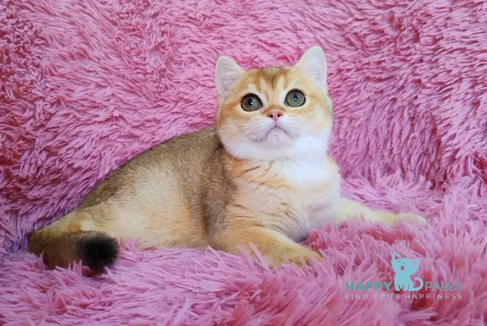 Tosca British Shorthair female black golden chinchilla live animals