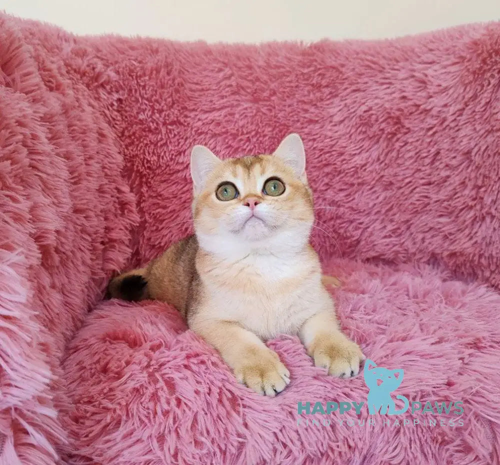 Tosca British Shorthair female black golden chinchilla live animals