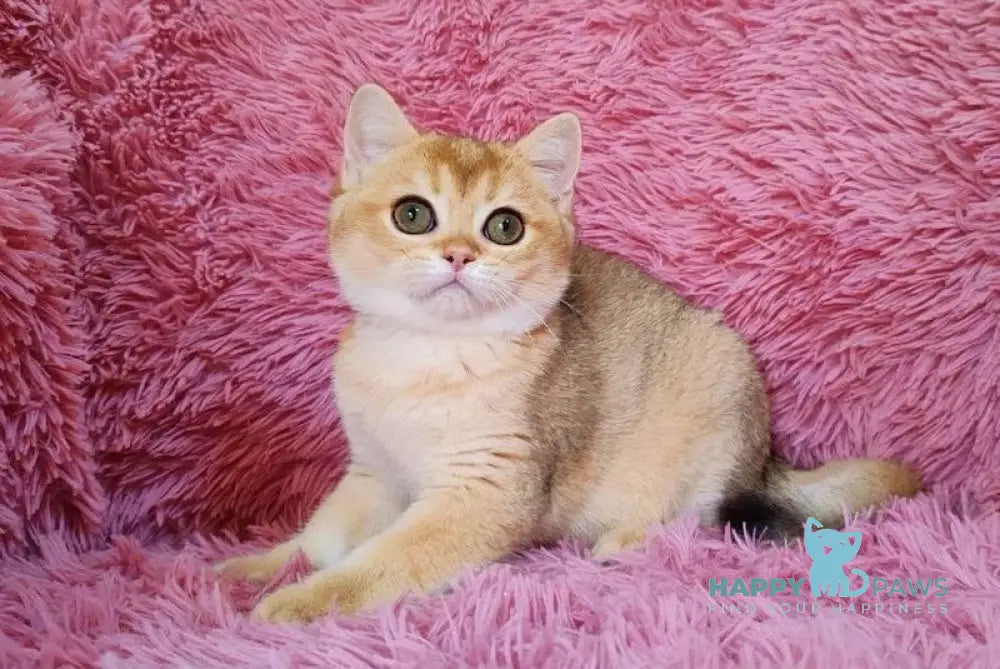 Tosca British Shorthair female black golden chinchilla live animals