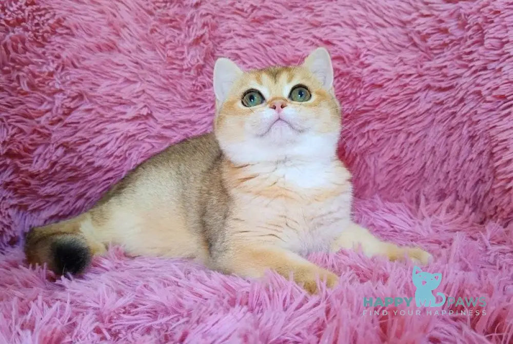 Tosca British Shorthair female black golden chinchilla live animals