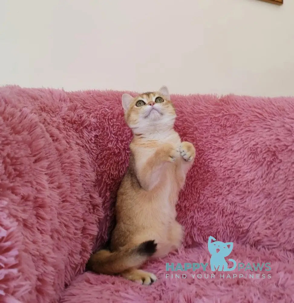 Tosca British Shorthair female black golden chinchilla live animals