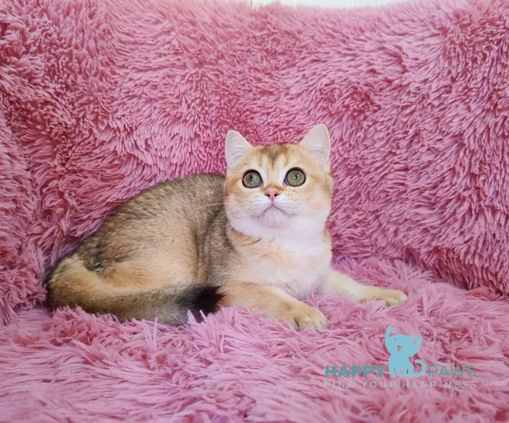 Tosca British Shorthair female black golden chinchilla live animals