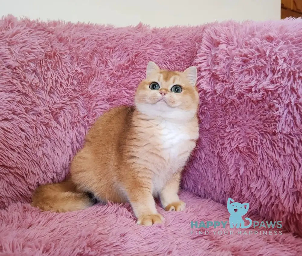 Toscana British Shorthair female black golden chinchilla live animals