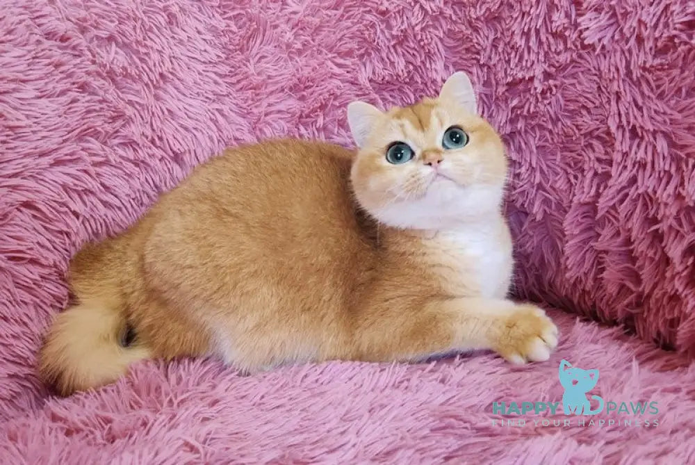 Toscana British Shorthair female black golden chinchilla live animals