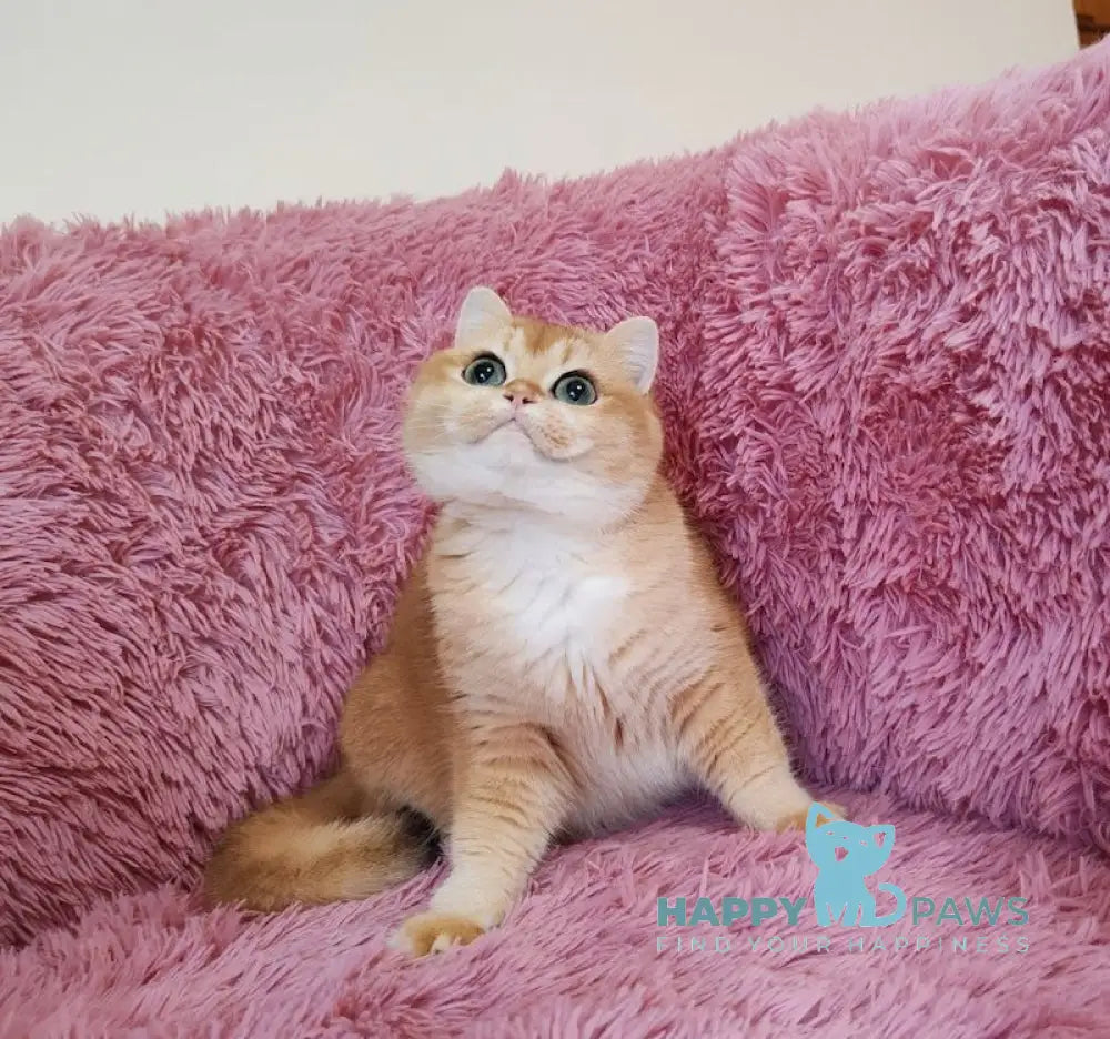 Toscana British Shorthair female black golden chinchilla live animals