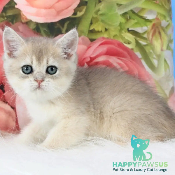 Tosha British Shorthair male blue golden shaded - live animals