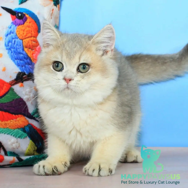 Tosha British Shorthair male blue golden shaded - live animals