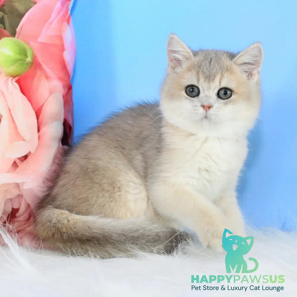 Tosha British Shorthair male blue golden shaded - live animals