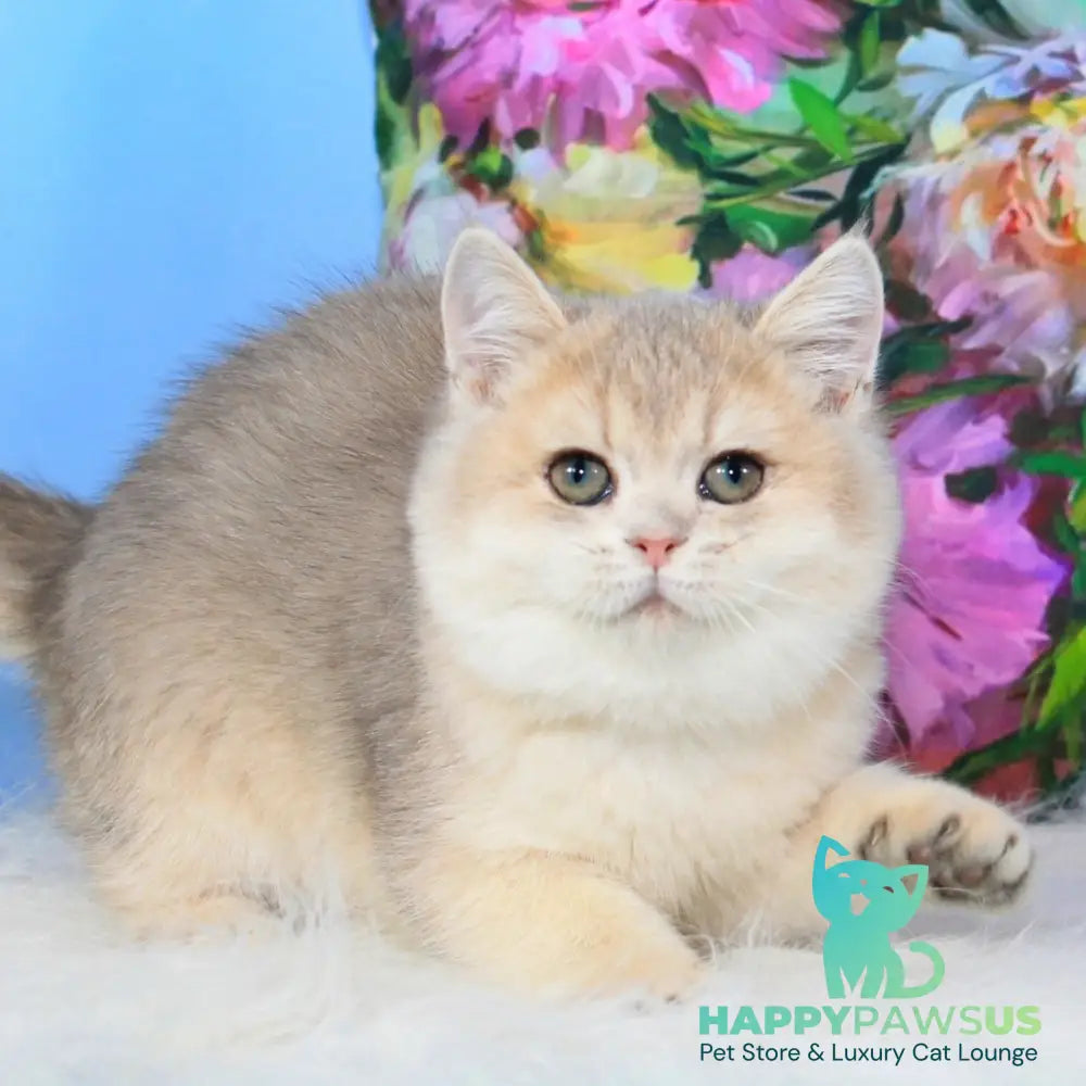 Tosha British Shorthair male blue golden shaded - live animals