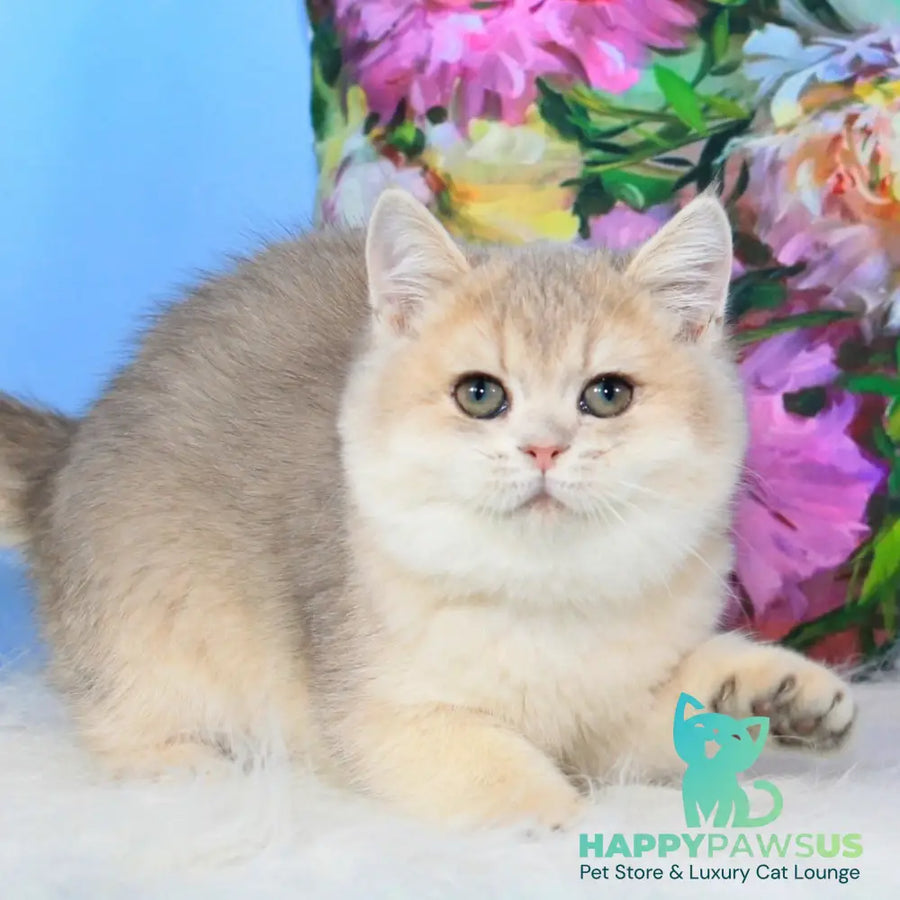 Tosha British Shorthair male blue golden shaded - live animals