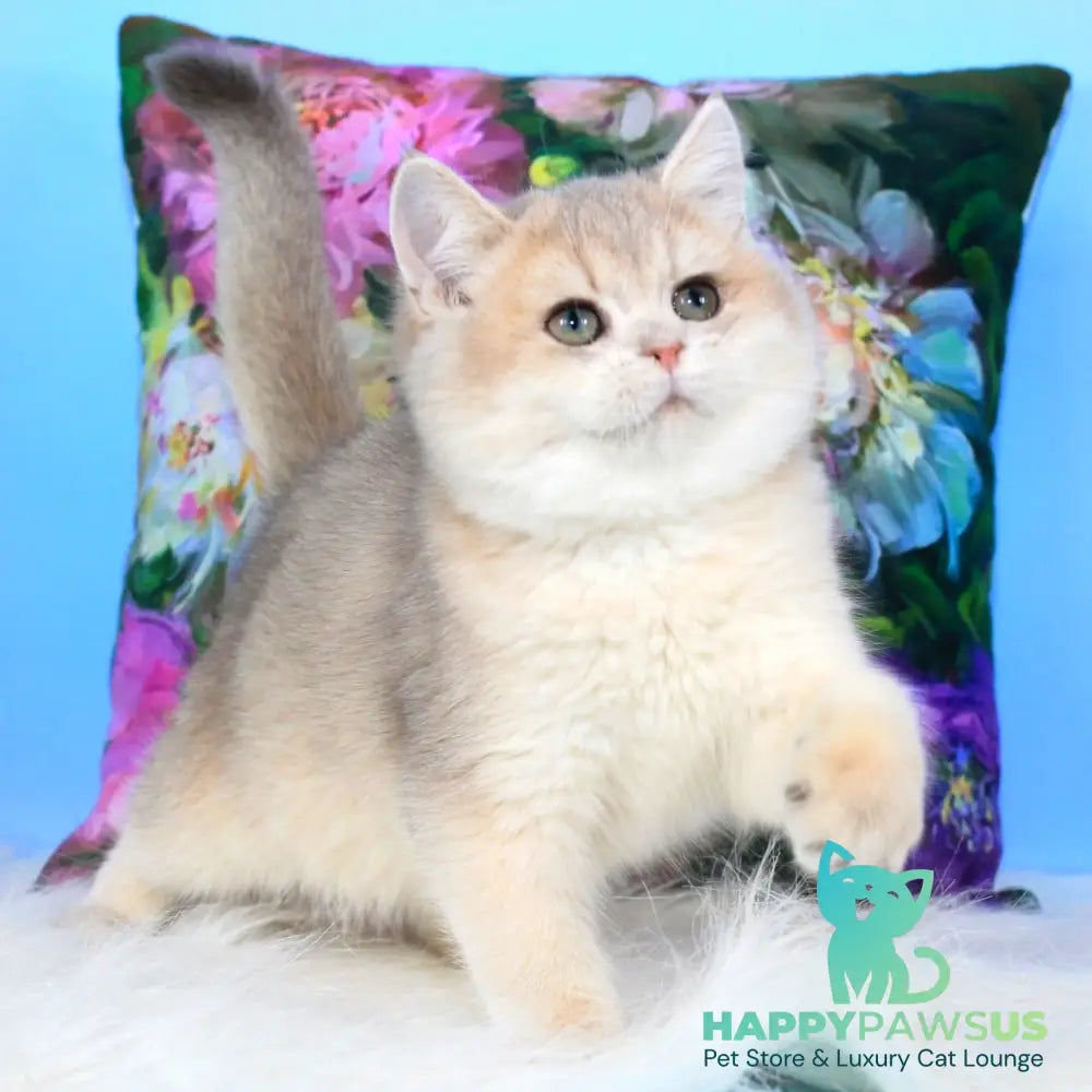 Tosha British Shorthair male blue golden shaded - live animals