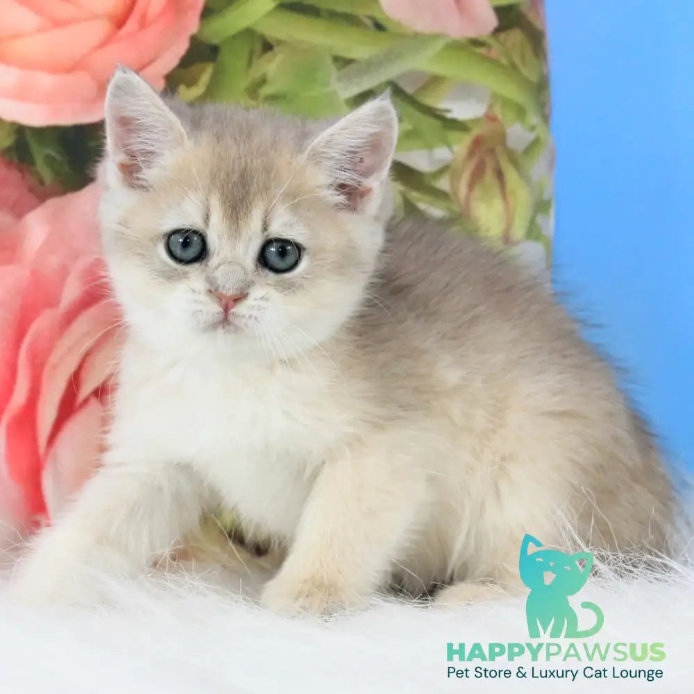 Tosha British Shorthair male blue golden shaded - live animals