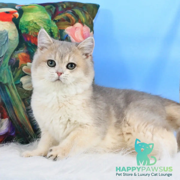 Tosha British Shorthair male blue golden shaded - live animals