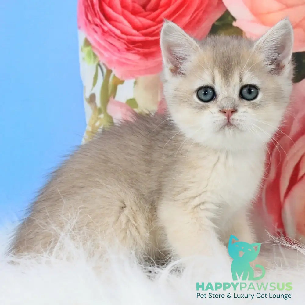 Tosha British Shorthair male blue golden shaded - live animals
