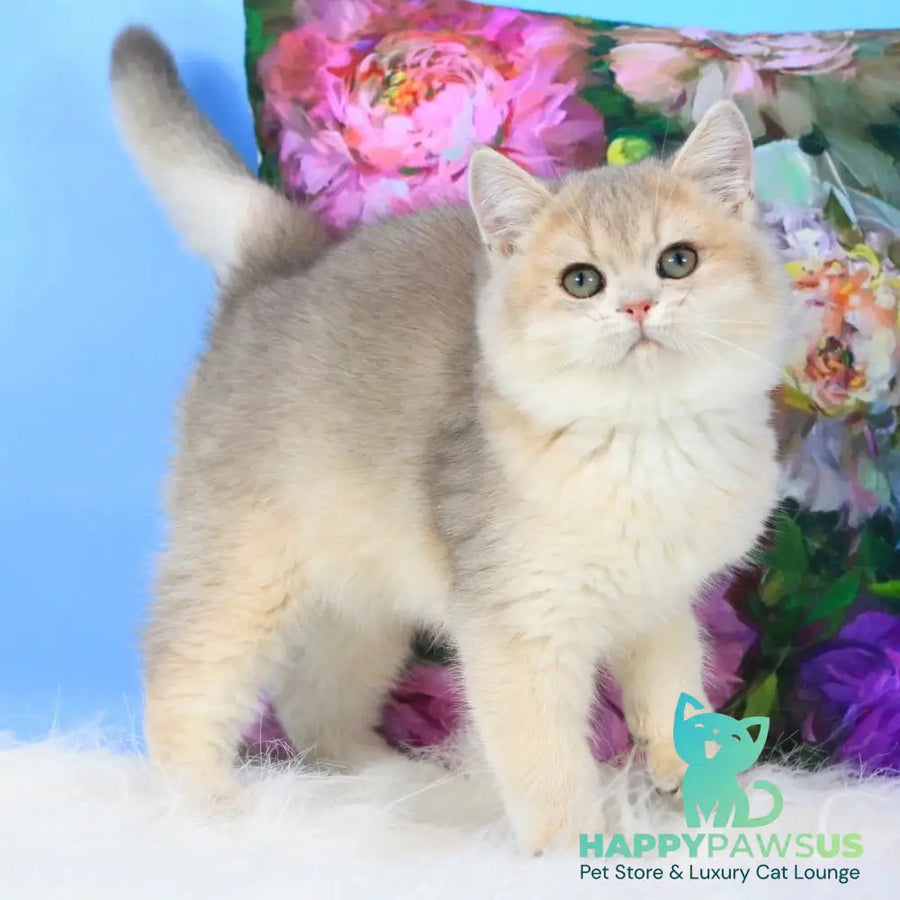 Tosha British Shorthair male blue golden shaded - live animals
