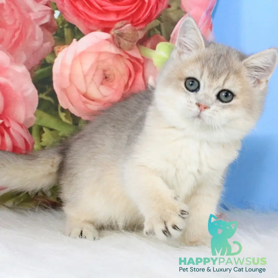 Tosha British Shorthair male blue golden shaded - live animals