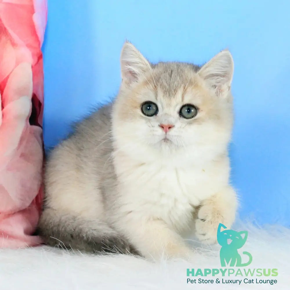 Tosha British Shorthair male blue golden shaded - live animals